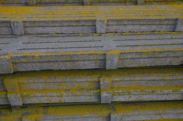 Gelbe Flechten auf Beton 2