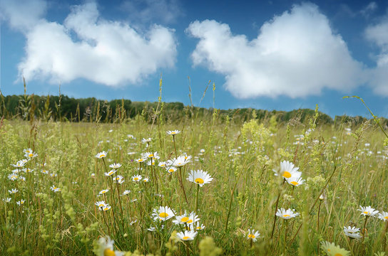 Sommerwiese