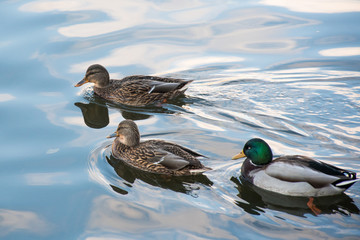 ducks on the water