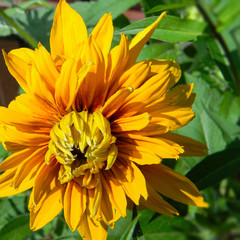 Bright yellow double flower of Rudbeckia hirta Cherokee Sunset, beautiful variety of black-eyed-susan, pretty perennial garden plant of Astraceae family