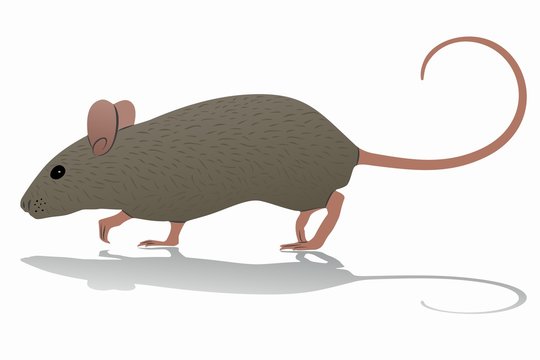 mouse illustration, vector draw