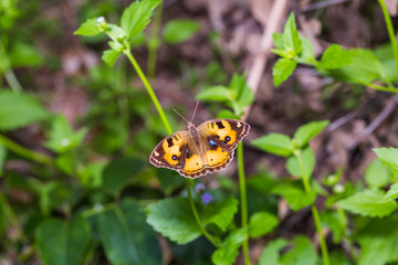 Yellow Pansy (Junonia hierta) butterfly