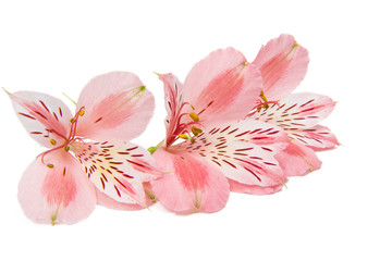 Obraz na płótnie Canvas Alstroemeria flowers isolated