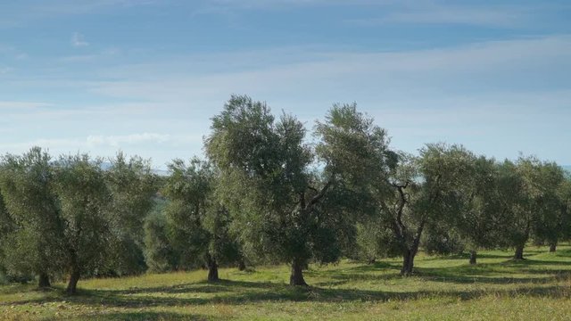 15132_Row_of_trees_on_the_big_yard_in_the_farm.mov