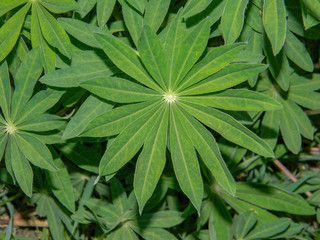 Naklejka na ściany i meble Lupine leaves close up, vibrants herb foliage background