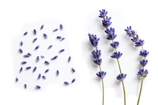 Fototapeta Lavender flowers isolated on white