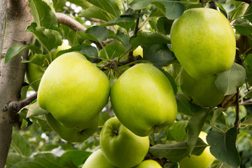 green ripe apples on a tree branch close-up at harvest time
