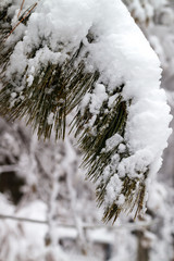 Branches of trees in the snow.