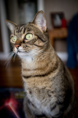 Cat with Big Beautiful Eyes