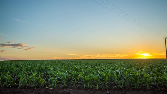 cornfield plantation time lapse