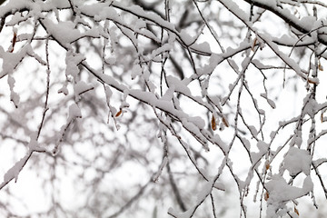 Branches of trees in the snow.
