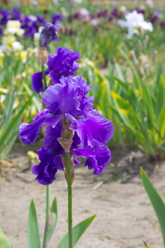 Iris flower in early summer 
