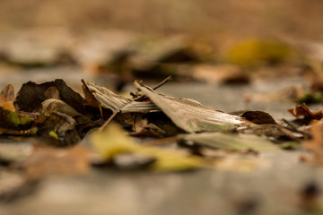 foglie autunnali