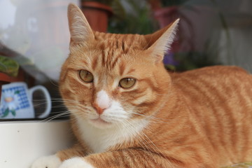 Naklejka premium red cat on the windowsill