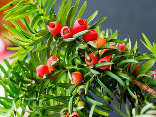 Czerwone dojrzałe owoce cisu pospolitego (Taxus baccata L.)