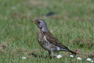 Fieldfare (Turdus pilaris)