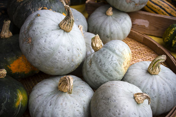 Penticton Organic Farmer's Market Okanagan Valley