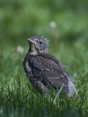 Fieldfare (Turdus pilaris)
