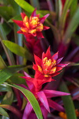 Urn Plant or Aechmea fasciata.