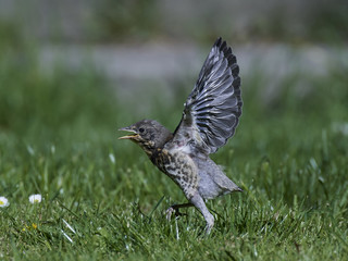 Fieldfare (Turdus pilaris)