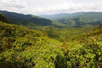 Tropical rain forrest in Costa Rica, Central America