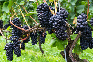 ripe pinot noir grapes hanging on grapevines waiting to be harvested for wine-making - obrazy, fototapety, plakaty