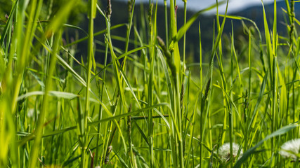 Lost In The Grass