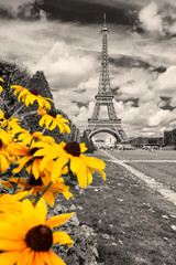 Fototapety  Black and white image of the Eiffel Tower with colorful yellow flowers