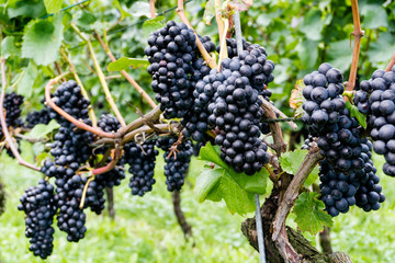 ripe pinot noir grapes hanging on grapevines waiting to be harvested for wine-making - obrazy, fototapety, plakaty