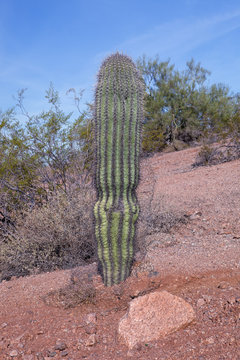 A cactus grows in the desert in Arizona