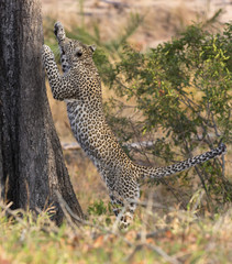 Lone leopard climbing fast up a high tree in nature during daytime