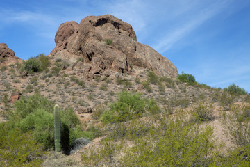 Fototapeta na wymiar The cactus and the butte in the Arizona desert