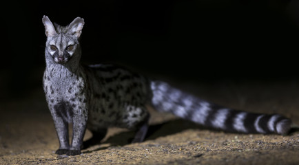 Genet photographed at night using a spotlight sitting and waiting for food - 183370919
