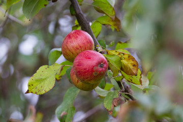 Äpfel am Baum, ungespritzt