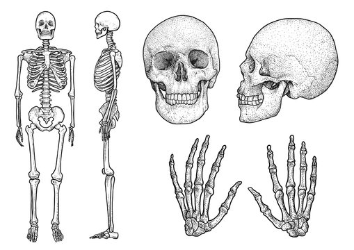 Human skeleton collection illustration, drawing, engraving, ink, line 

art, vector