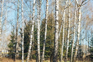 birch forest in sunlight