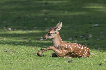 Damwild, Rehe, 