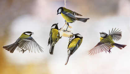 a lot of fun small Tits fly up and eat the fat in winter Park