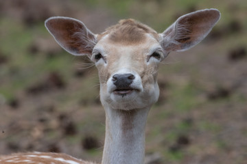 Damwild, Rehe, 