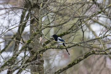 Elster(n) auf dem Baum
