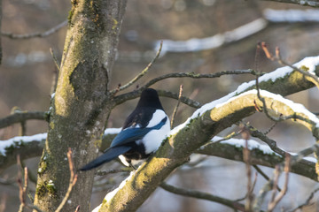 Elster(n) auf dem Baum