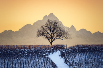 Sunset in winter over the hills of Barolo (Langhe, Piedmont, Italy) with snow in the vineyards, a bare tree and the Mount Viso (Monviso) in the background