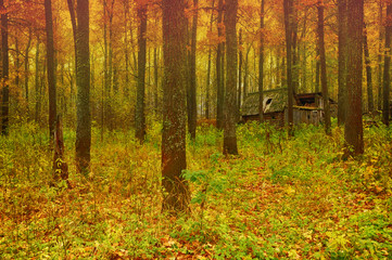 oak grove evening autumn red foliage abandoned hut in the thicket of the forest