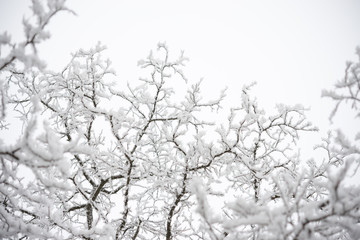 Winter and Christmas Background. Photo of Tree Branches Covered with Frost and Snow.