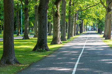 beautiful summer alley in park with old trees
