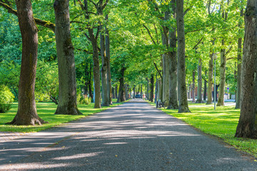 Fototapeta na wymiar beautiful summer alley in park with old trees