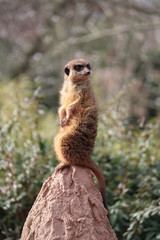 Ein Erdm&auml;nnchen-Leben