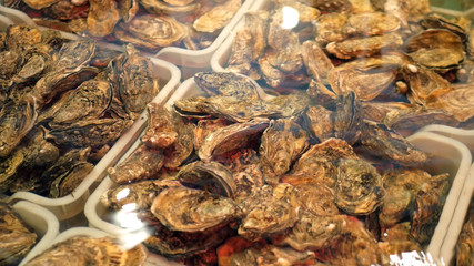 Fresh oysters underwater in plastic baskets on fish market or in restaurant