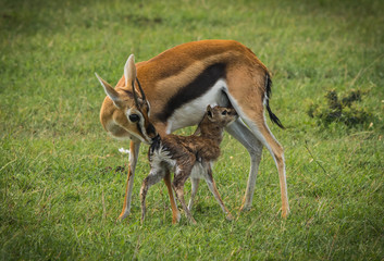 Antelope Thompson and her newborn baby in Masai Mara, Kenya