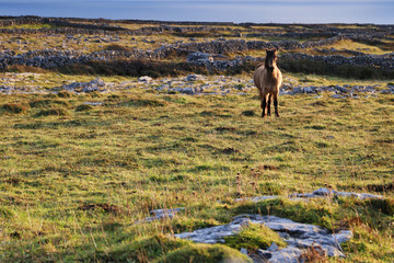 Coucher de cheval aran island